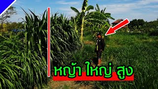 หญ้าฮาราฟัส เป็นหญ้าที่มีลำต้นใหญ่และสูงมาก เหมาะกับสัตว์เลี้ยง