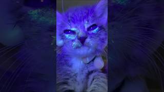 Why Cats Glow In The Dark 😷 #goodtoknow #vet #medicine #funfacts #lifehacks #educational