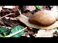 Aruá do Mato, Caramujo Gigante ou Caramujo Branco