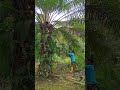 গাছ থেকে ফল কাটলেই ১০ টাকা #reels #viral #foryou