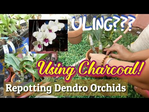 Video: Orchid: pangangalaga sa bahay, pagpaparami, transplant