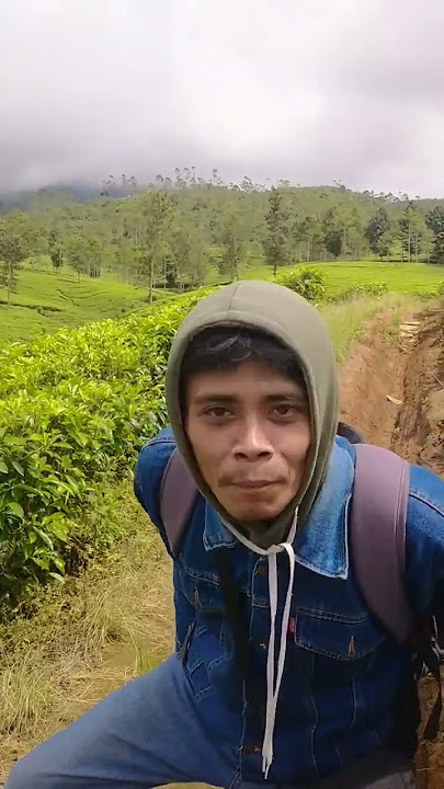 KEBENTAR PETIR AKIBAT MESUM DI KEBUN TEH..#kebunteh #shorts