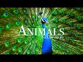 Animals stock footage  no copyright wildlife shots  royalty free animals  free stocks