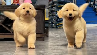Adorable Puppy Looks So Majestic And Elegant