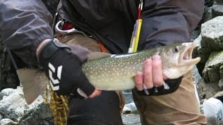 20160811-14山形県源流岩魚釣り 20160811-14山形県源流岩魚釣り