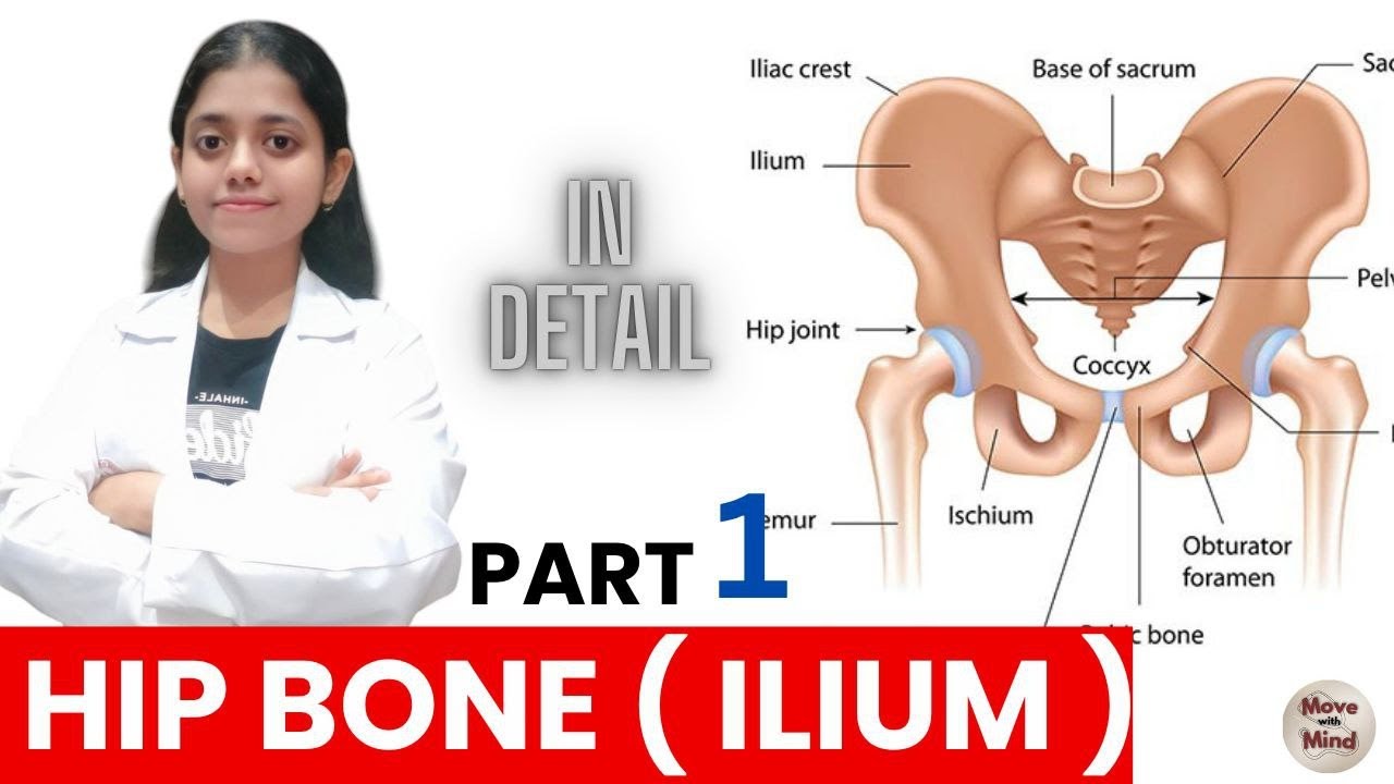 Hip bone anatomy | pt 1 | Anatomy of hip bone attachment | bones of lower limb |