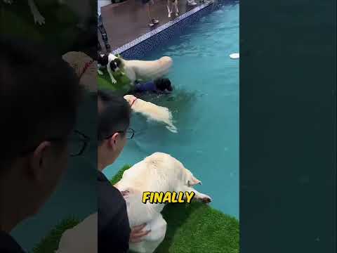 From Scared Pup To Water Lover 💦