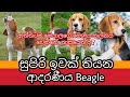 Beagle බල්ලො ගැන සිංහලෙන් | About Beagle Dogs | Awata