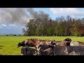 GPTV: Grote brand in stal met koeien Lippenhuizen