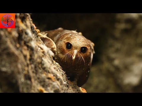 Video: Vad äter oilbird?