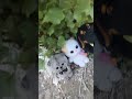 Барсик ваксон Лили ой мама Барсик ваксон Лили ой мама