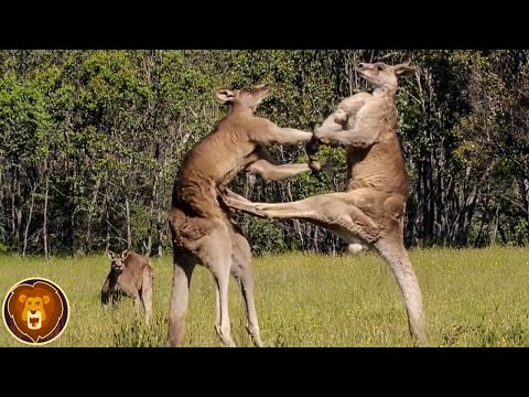 Die spektakulärsten Kämpfe im Tierreich