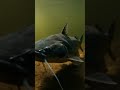 🔥 Fist Bite Baitt  Bream Proof Rig 145 2K - You Won't Believe This! ✨