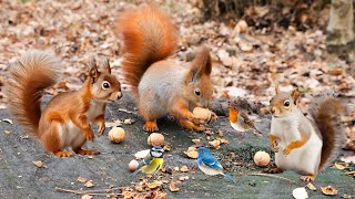 Birds, Squirrels, Chipmunks Enjoying the Seed Buffet  12 Hrs TV for Pets  Apr 22, 2024