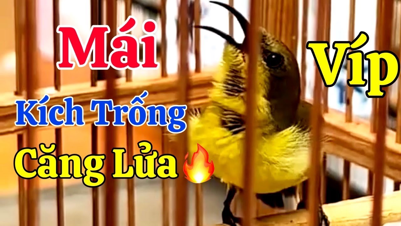 Tiếng 5 Màu Mái Kích Trống, Bẫy Loa + Dụ Bổi Cực Nhạy | Âm Thanh Dùng Đi Bẫy Dụ Bổi Về Nhanh