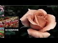 愛爾蘭著名民謠 夏日最後的玫瑰 The Last Rose of Summer