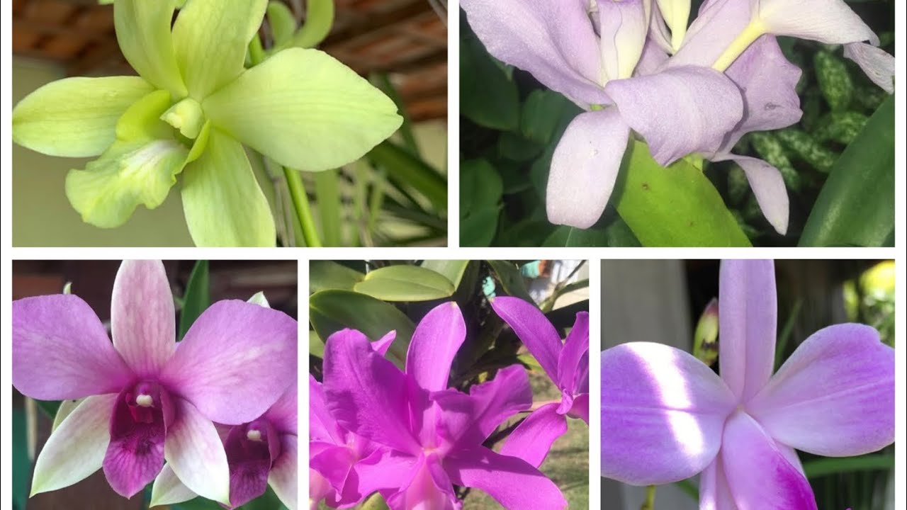 SEGREDO PARA SUAS ORQUÍDEAS DAREM FLOR O ANO TODO!!! - thptnganamst.edu.vn