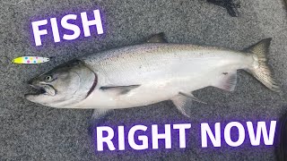 2 Simple Setups for Puget Sound Salmon | RIGHT NOW