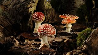 Woodland fungi growing time lapses. Fly agaric, Shaggy ink and Earthstar