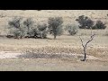 Bird flocks at Urikaruus waterhole