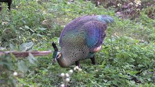 Green Peacocks Pmi at Ban Hong Lamphun district in the North of Thailand.