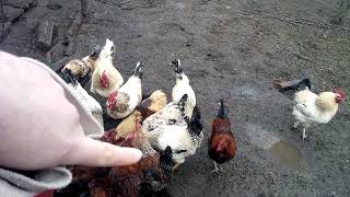 Видео Жар слился, пришлось отсаживать | Самый низкий Статус у петухов & самый высокий (автор: Arseniy Seleznov ZveroBoj)