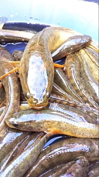 गरई मछली Saury fish  🐠short videos Desi vlog #video #shortvideo #youtubeshorts #viral