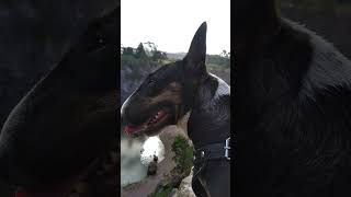 Bull Terrier Dominador