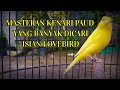 Suara Kenari Gacor Isian Lovebird Buat Masteran Kenari Paud Mp3 - Mp4 Download