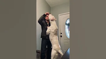 Dogo Argentino Power Height Size Weight Etc 