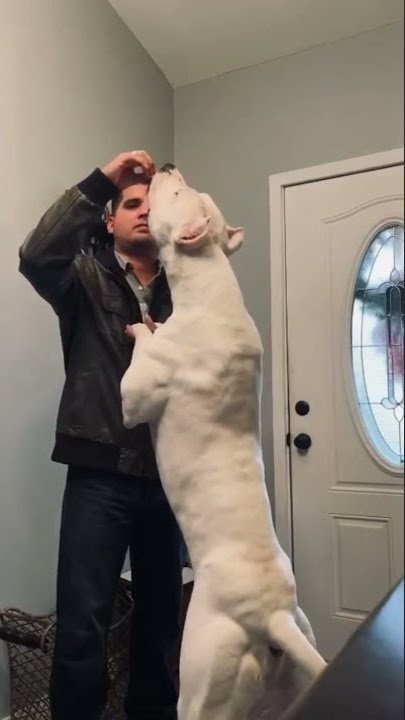 Dogo Argentino power, height, size, weight etc.