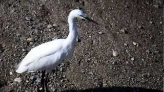 Little Egret @ Tanchun, South Korea, 쇠백로 @ 탄천