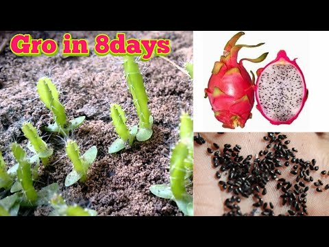 Grow in 8 Days Dragon fruit from seed  by motivation