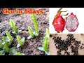 Grow in 8 Days Dragon fruit from seed  by motivation life