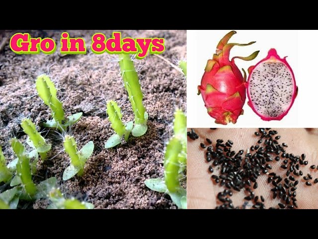 Grow in 8 Days Dragon fruit from seed  by motivation life  Channel ko subscribe Kre please 🥺