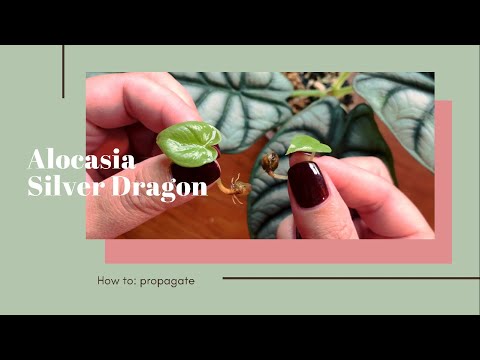 HOW TO: propagate alocasia silver dragon bulbs