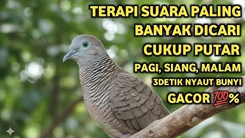 Perkutut Lokal Gacor Suara Super Kristal - Pancingan Malas Bunyi  (99%AMPUH BANGET)