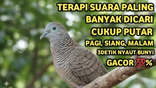 Perkutut Lokal Gacor Suara Super Kristal - Pancingan Malas Bunyi  (99%AMPUH BANGET)