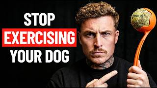 How To Tire Out Your Reactive Dog (Without The Stress)