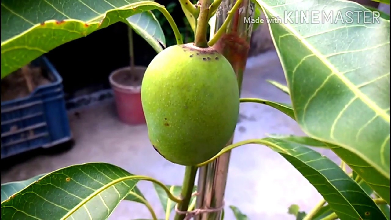 টবে বারোমাসি আম গাছের সঠিক পরিচর্যা //How to grow Mango tree in pot
