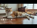 究極の焦らしブラッシング　ノーカット22分　保護猫がなつくまで【水曜日のりん姉さん】#32
