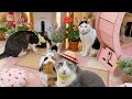 Neko marchie8 Cat′s home がライブ配信中!