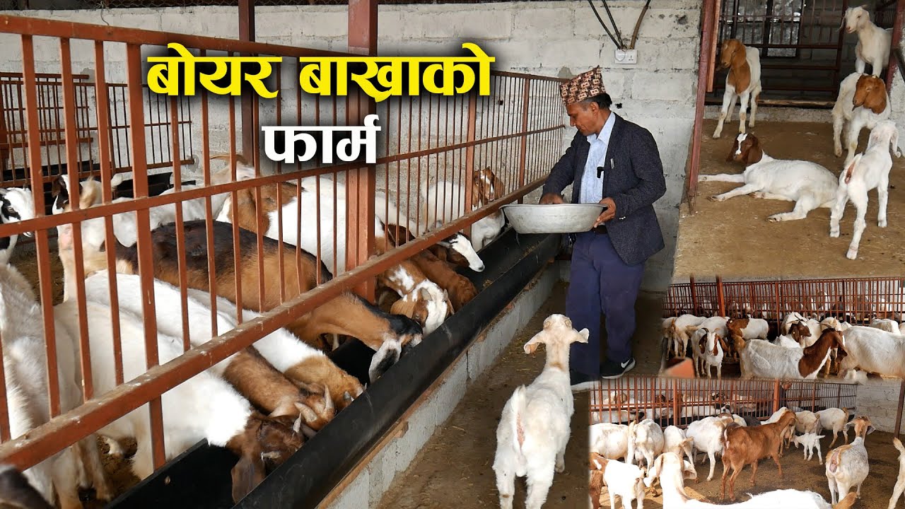 जगतपुर बाख्रा पालन फार्मको भ्रमण - Boer goat farming
