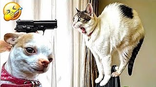 Funniest Animals video 🤣 | Best Cats and Dogs video 2024 | You laugh you loose 😂 | #funny #animals