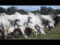 Fazenda Camparino - Pecuária de Alta Performance