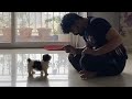 It's My First day | A day in my Life with Maa bujji shihtzu puppy| DIML | Vlog | Sushma Kiron