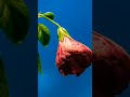 Mother's day #trending #subscribe #viral