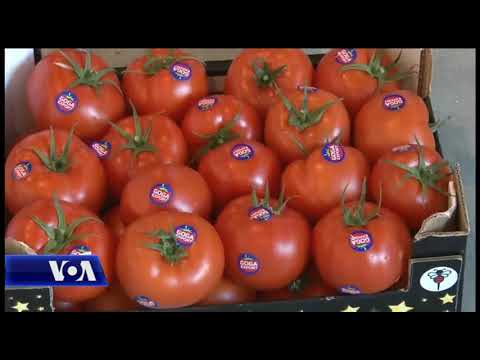 Video: Agroteknika E Domateve Në Rritje Transportuese