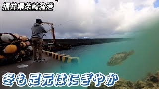 【水中映像】真冬の茱崎漁港で水中観察をしながら釣り！