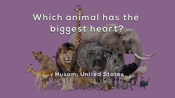 Which animal has the biggest heart?